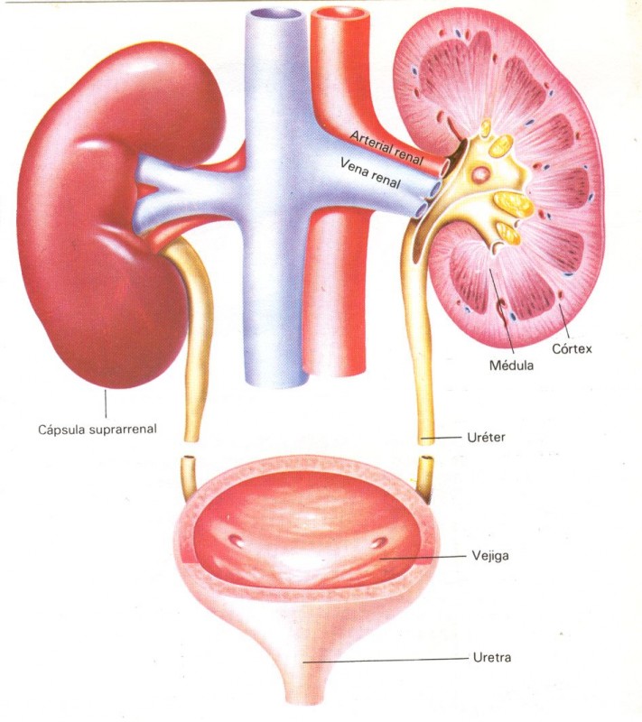 Dr. Antonio Esqueda Mendoza
