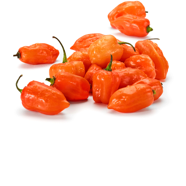Habaneros Seeds Yucatán
