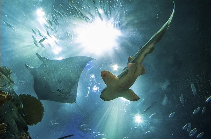 Grupo Acuarius Merida